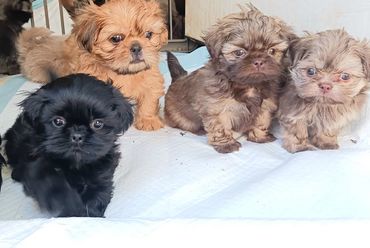 First adventure outside for shih tzu pups