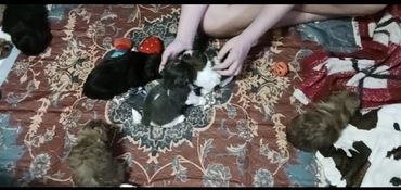 Puppy socialization