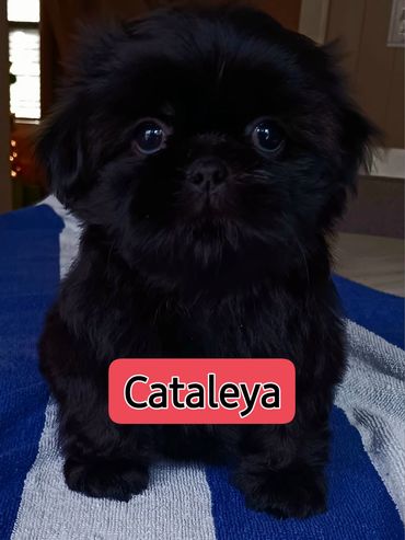 Solid black shih tzu pup