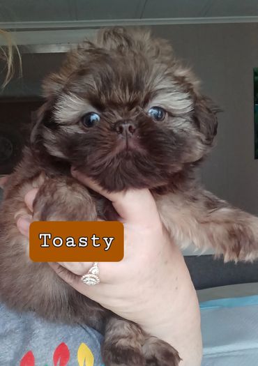 Liver shih tzu pup