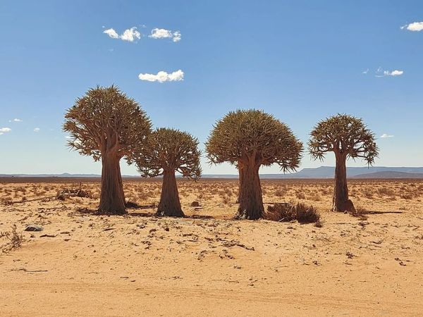 Quiver trees near Kanakies Gypsum Mine - Northern Cape