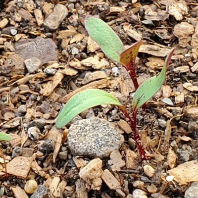Small green seedling sprouting from woody mulch and soil.