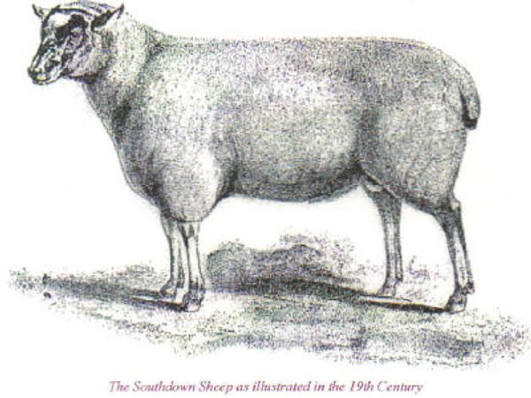 Southdown sheep from the 19th century