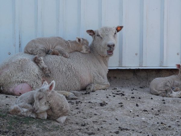 Babydoll Southdown sheep: triplets with ewe