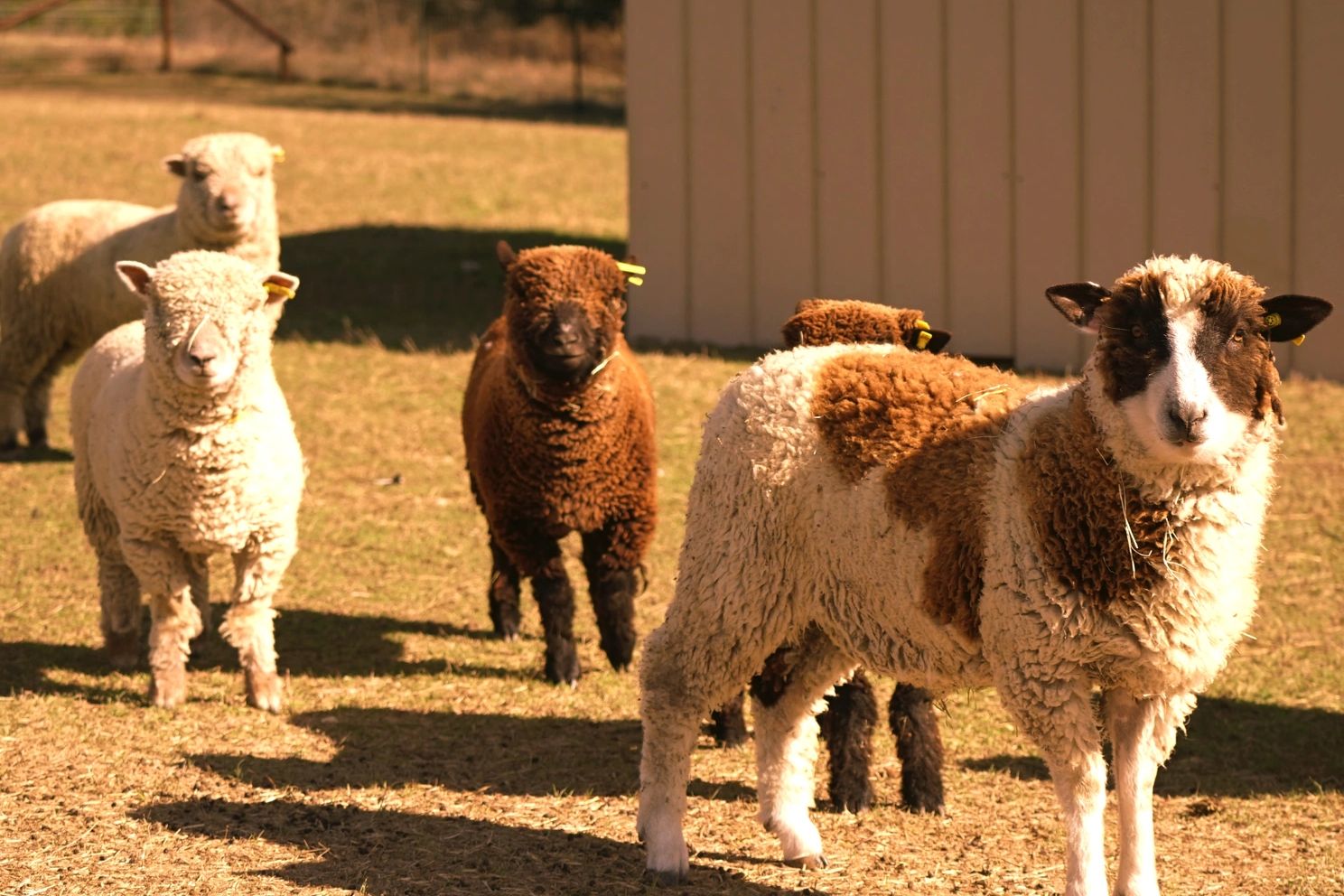 Group of Babydoll Southdown and Harlequin miniature sheep at Lamgo Farms.
