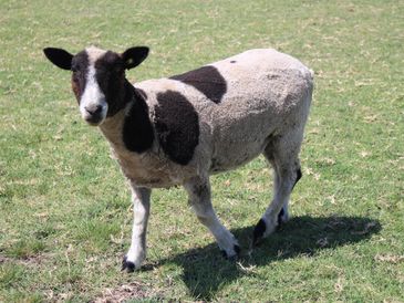 Spotted Harlequin miniature sheep
