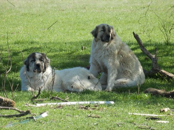 Two Anatolian/Great Pyrenees Livestock Guardian Dogs guard our miniature sheep flock