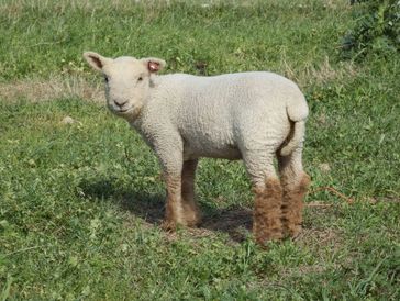 young Babydoll Southdown lamb