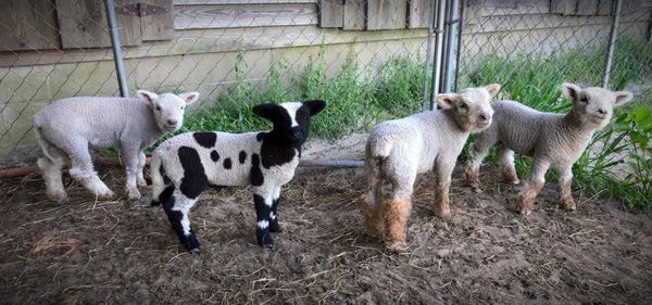 Miniature sheep: Harlequin sheep and Babydoll Southdown lambs