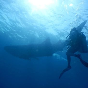 Traycee  enjoying a underwater ride