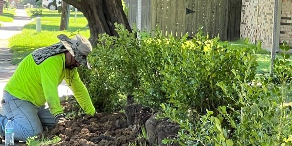 Gardener working in a shrub bed near a sidewalk.