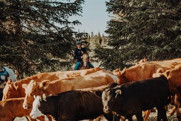 A young cowgirl helps move cattle.