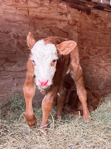 Newborn Hereford heifer explores her surroundings.