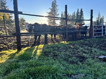 Cattle watch the cameraman carefully.