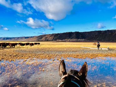 A group of cowboys move cattle over wetlands.