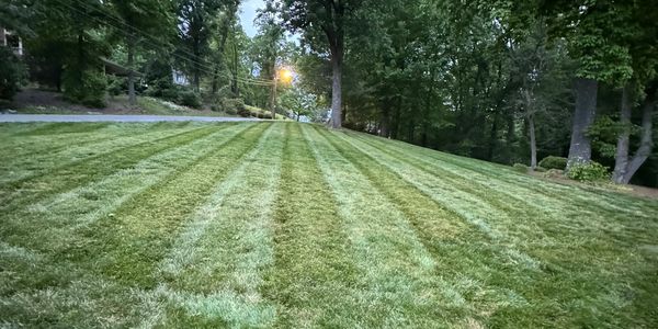 A neatly mowed lawn with trees and a streetlight.