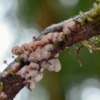 Cluster of small mushrooms growing on a tree branch.