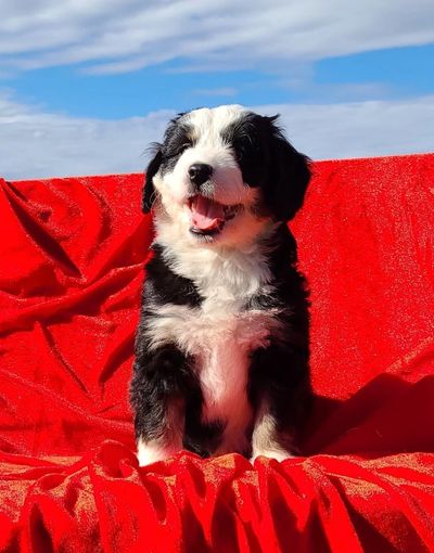 mini bernedoodle puppies for sale in bc canada