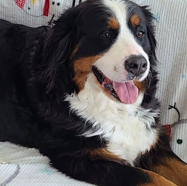 mini bernedoodle puppy breeders in canada