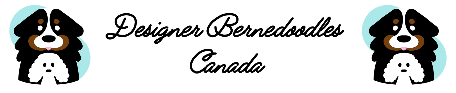 Designer Bernedoodles Canada