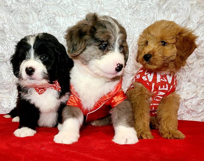 bernedoodle puppies in bc mini bernadoodle breeders micro canada mini doodle puppy breeder