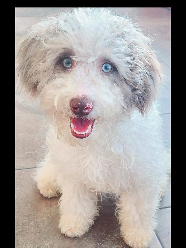 Fluffy white puppy with bright blue eyes and a happy expression.