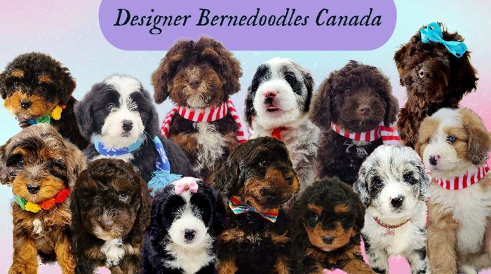 mini bernedoodles for sale bc bernedoodle breeders canada designer doodles canada bc vancouver
