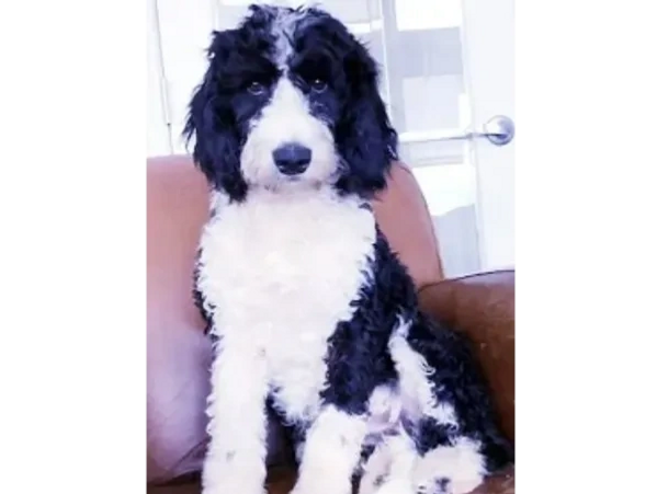 mini bernedoodle puppy breeders in canada