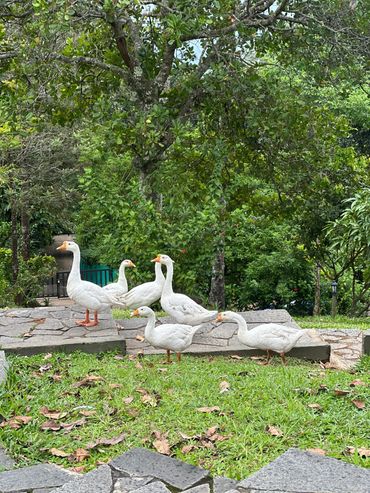Geese enjoying morning walk at Haze and kites Resort, Munnar