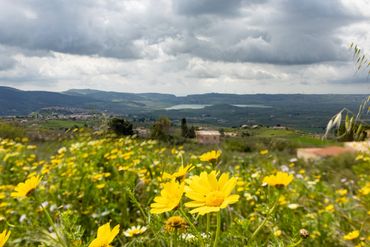 Yellow wildflowers bloom with a backdrop of rolling hills and dark clouds.