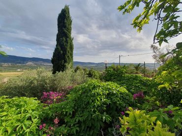 Tall cypress tree and lush greenery under a cloudy sky in a rural landscape.