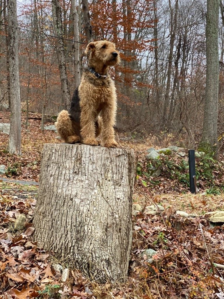 My father got this dog from you 7 years ago it's the best airdale he's ever had. He's 28" 86lbs
Tha