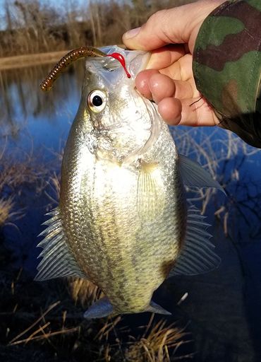 Crappie on a Circle Hook baited with a Wacky Worm
