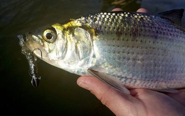 Hickory Shad on a Barefoot Jig