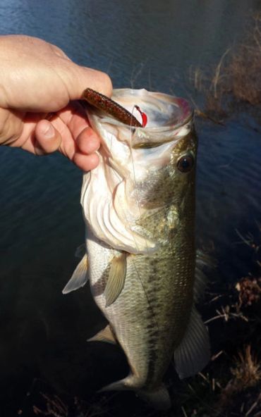 Largemouth  Bass caught with a Barefoot Circle Hook and Wacky Worm