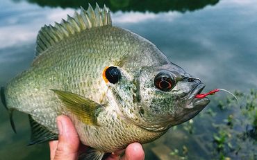 Redear Sunfish on a #6 Barefoot Circle Hook