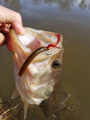 Largemouth Bass on a Circle Hook Chin Weight and Wacky Worm