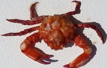 The Barefoot Crab Decoy Jig was made to Resemble this Red Offshore Crab