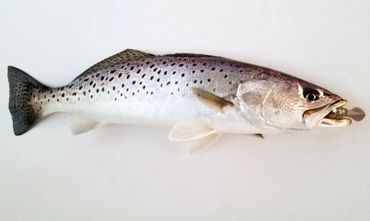 Speckled Trout caught with a Barefoot Jig