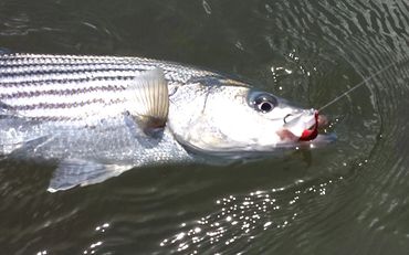 Striped Bass caught with a Barefoot Circle Hook Chin Weight