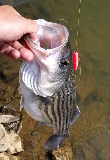 Striped Bass caught with a Barefoot Jig