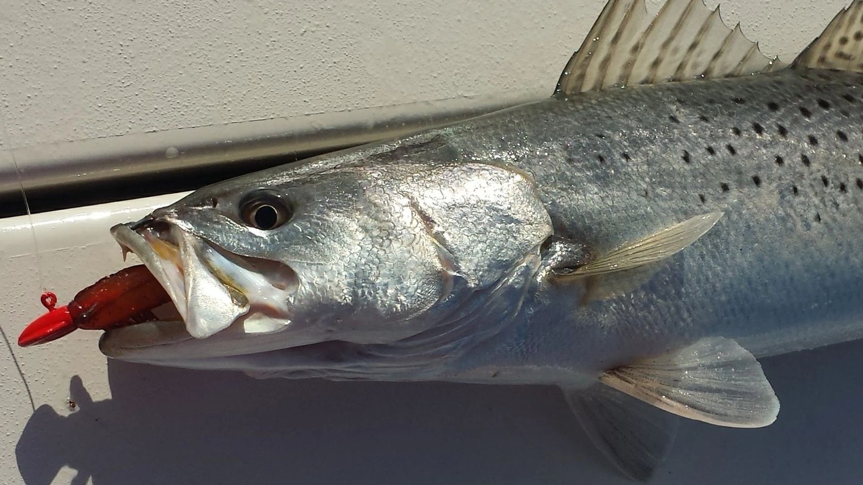 Our Circle and J Chin Weighted Fish Hooks, Crab and Squid Fishing Decoy Jigs give you the Advantage!