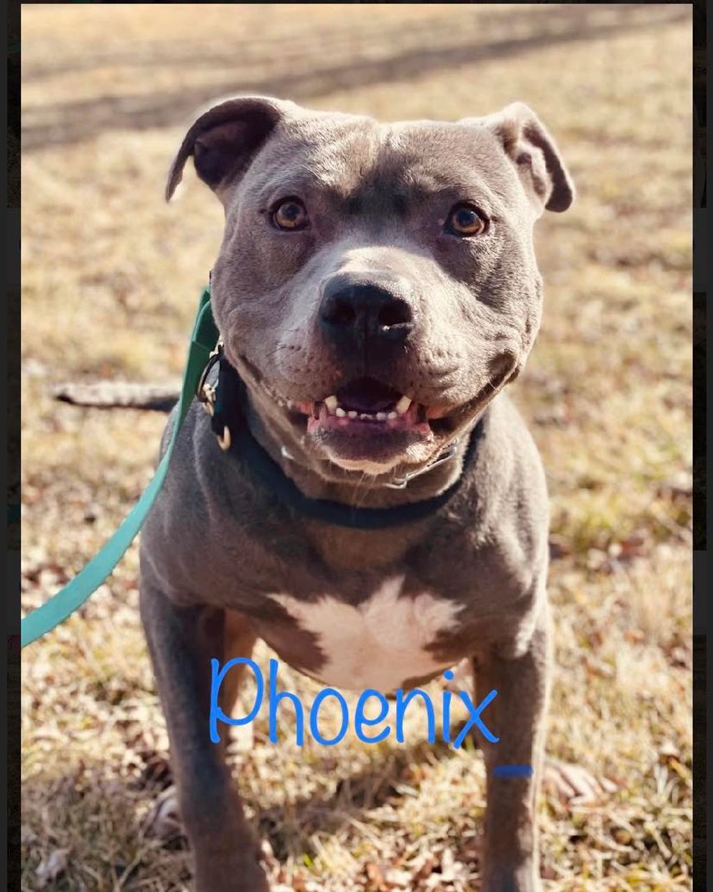 Phoenix is looking for a foster, foster-to-adopt, or furever!