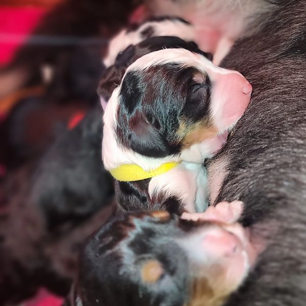 Newborn puppies