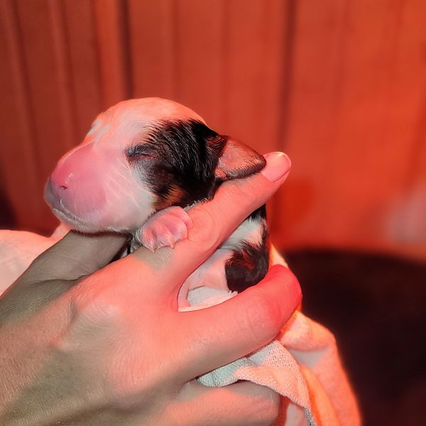 Newborn Puppy