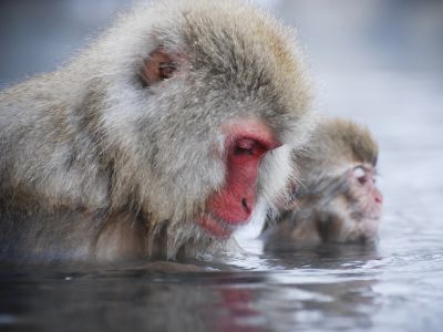 Two Japanese macaques soaking in hot water with calm expressions.