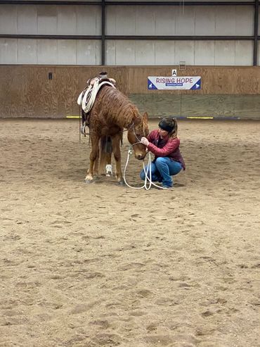 curly horsemanship colt starting cow working clinic