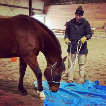 groundwork desensitization horsemanship confidence horse training