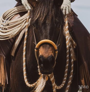 bridle horse horsemanship roping hackmore horse horse training horse trainer