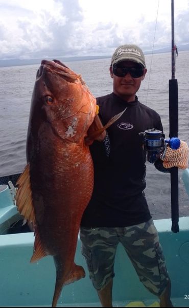 HUGE red snapper caught with the Salt 5000 in Costa Rica